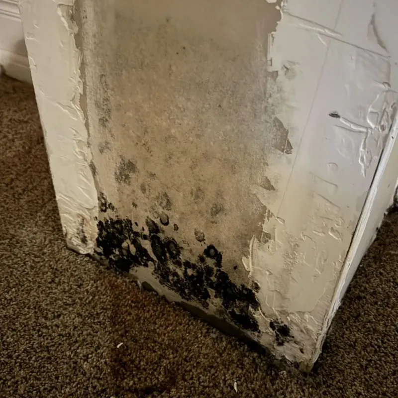 Professional Mold Removal in Batesville, AR
